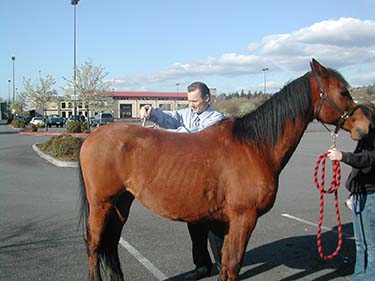 Chiropractor Renton WA Randy Baze Horse Adjustment